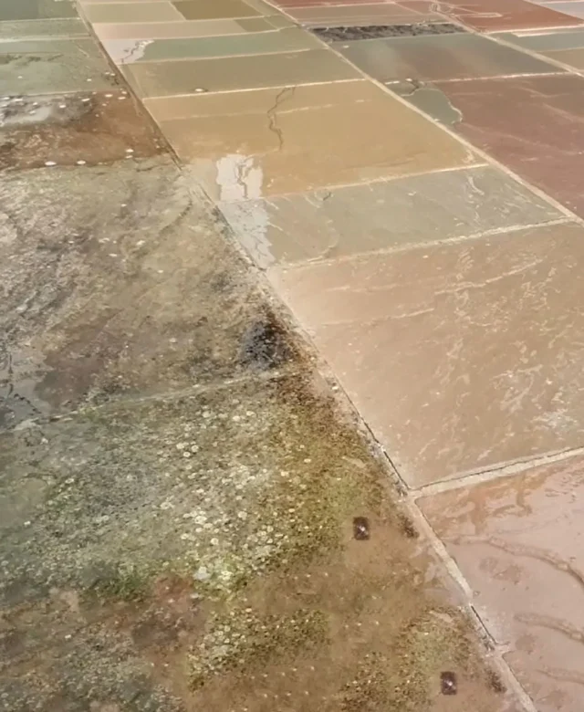 IPN-1804